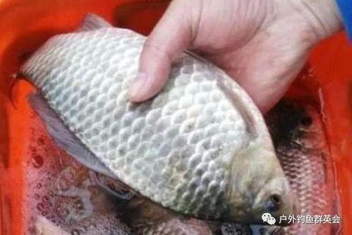 孙红雷吃鲫瓜视频大全免费观看,趣味视频大盘点